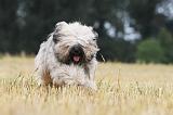 TERRIER DU TIBET 009